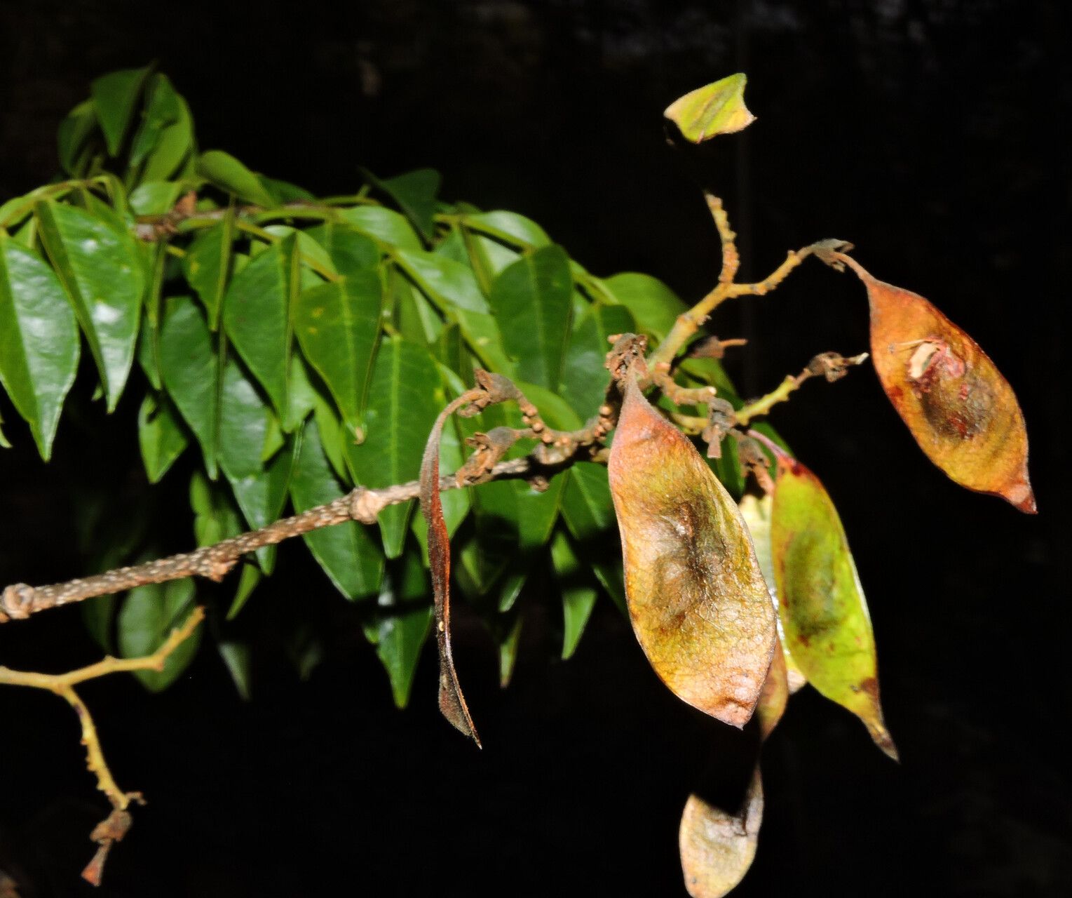 Dalbergia capuronii — houseplant care guide