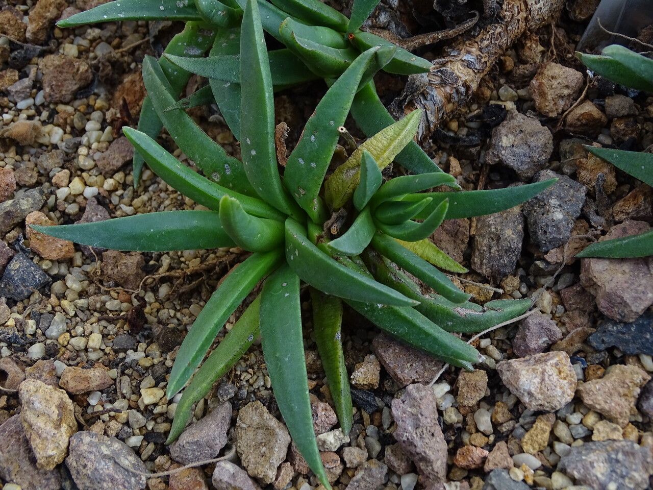 Bergeranthus vespertinus leaf