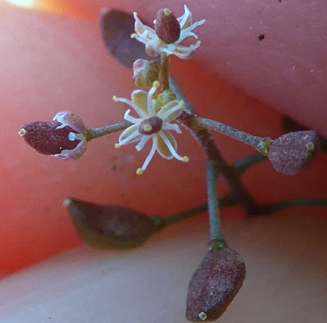 Hornungia petraea flower