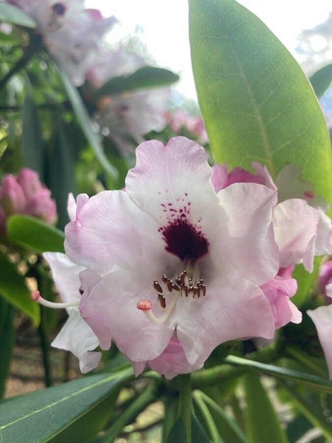 Rhododendron praevernum flower