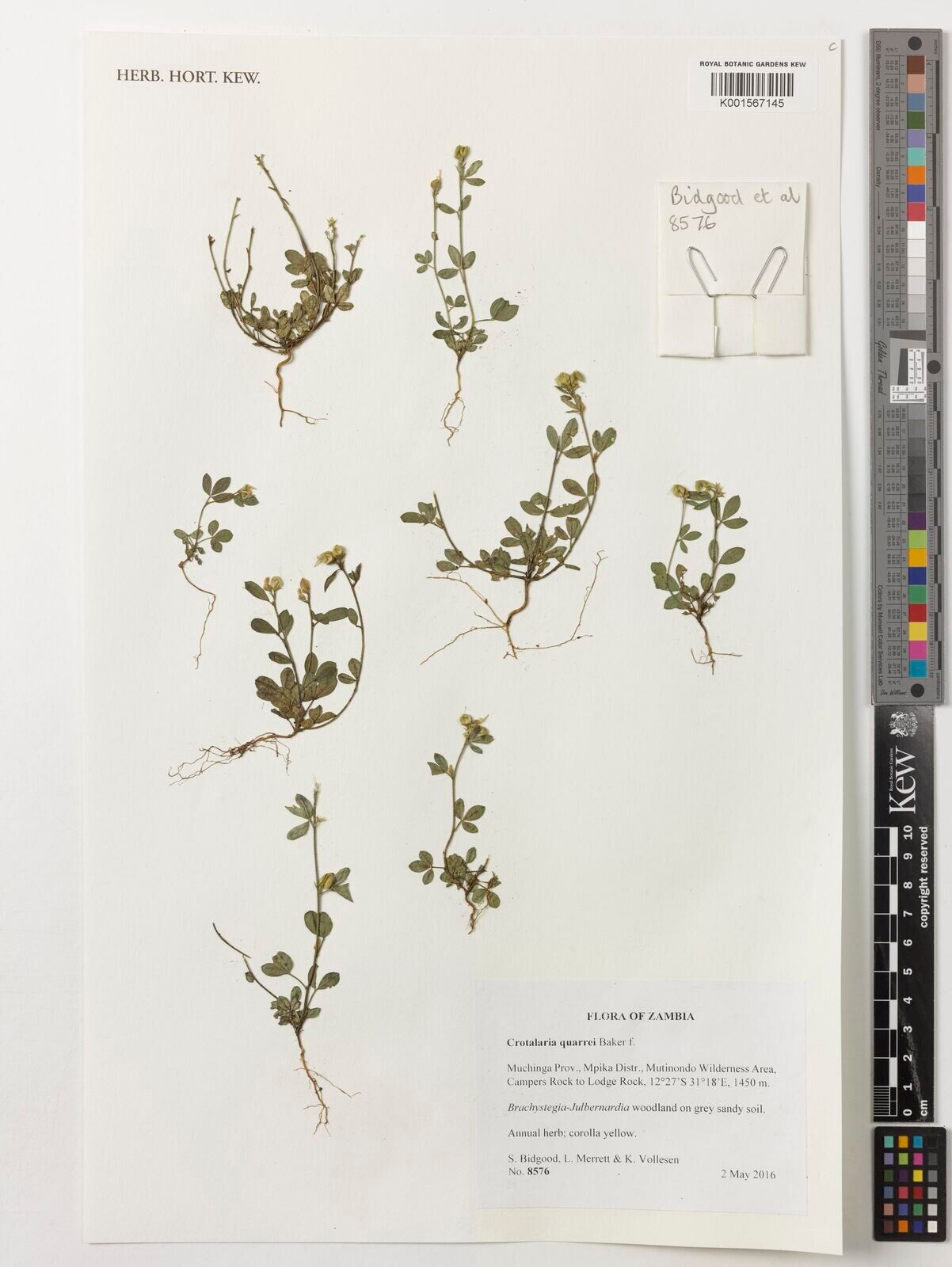 Crotalaria quarrei — houseplant care guide