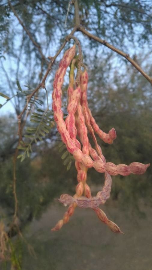 Prosopis velutina fruit