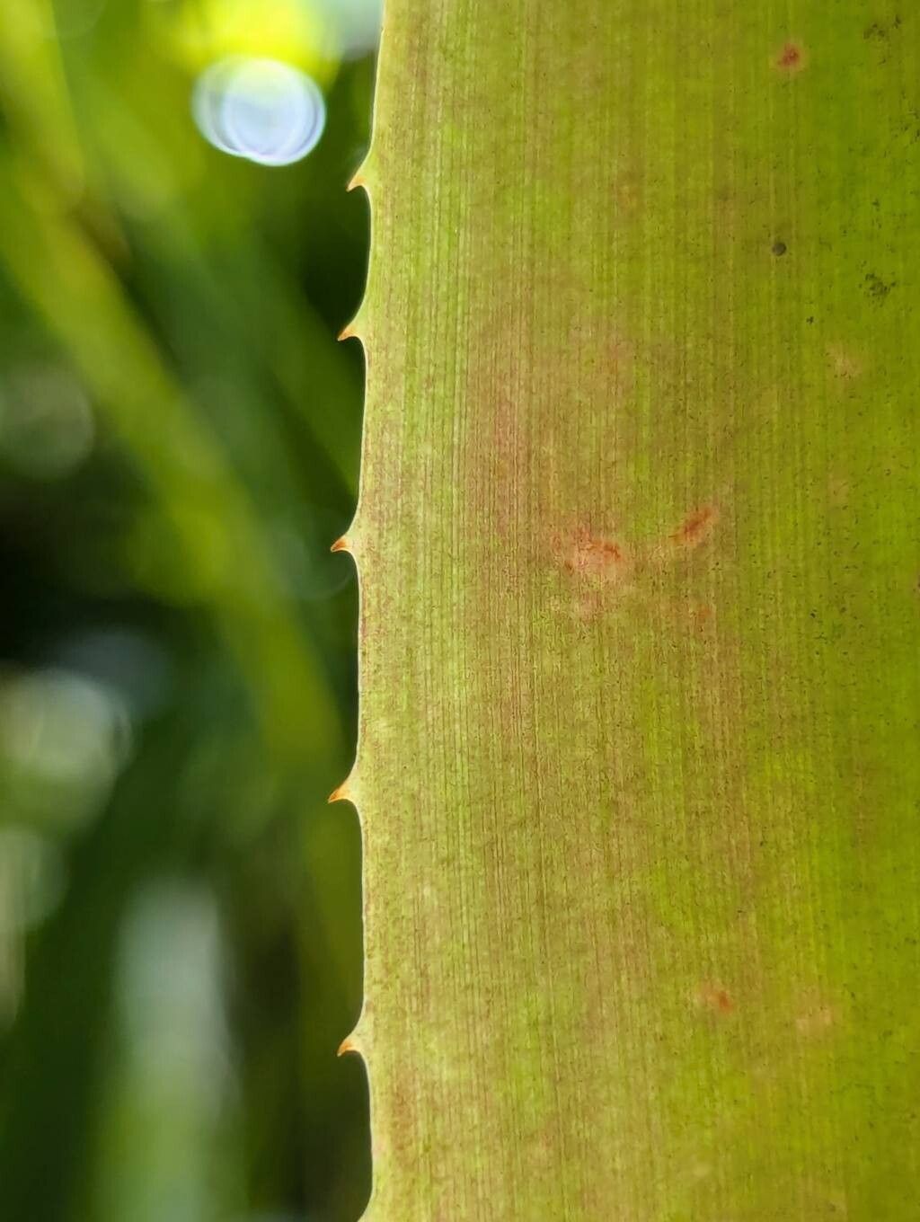 Portea kermesina — related species from the same genus