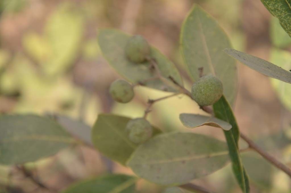 Grewia flavescens fruit