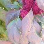 Amaranthus hypochondriacus