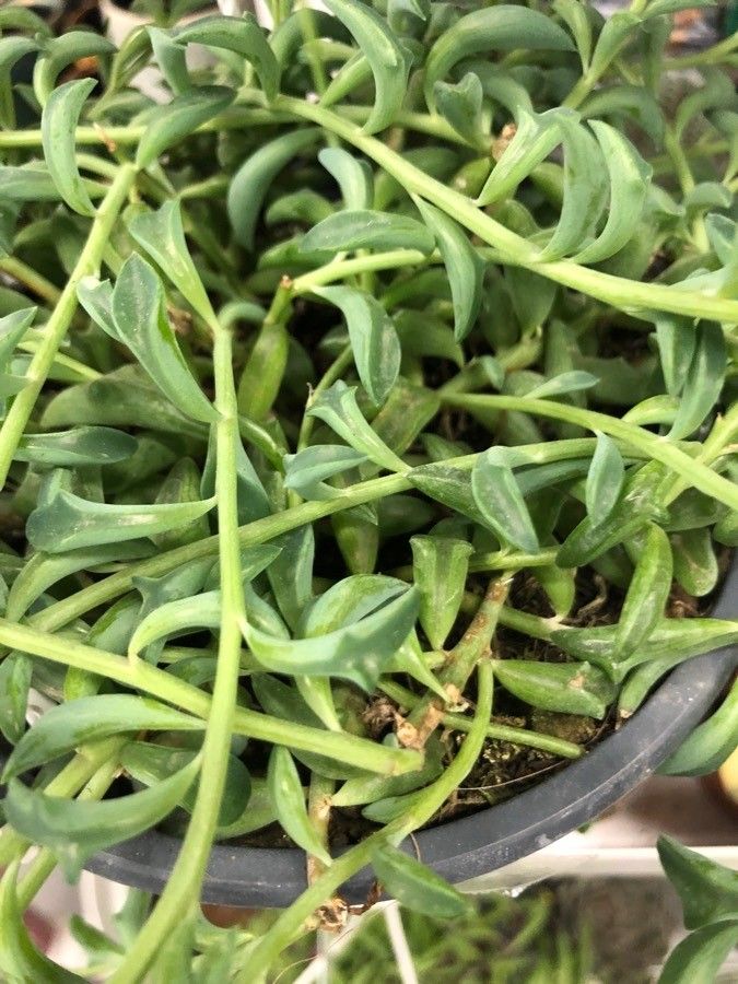 Senecio herreianus leaf