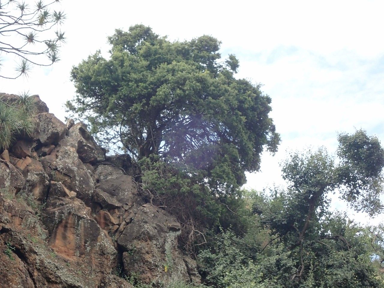 Maerua triphylla habit