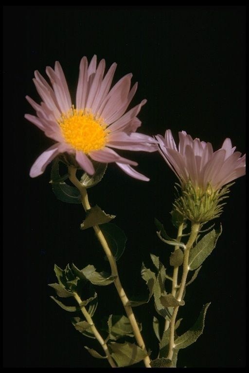 Xylorhiza cognata — related species from the same genus