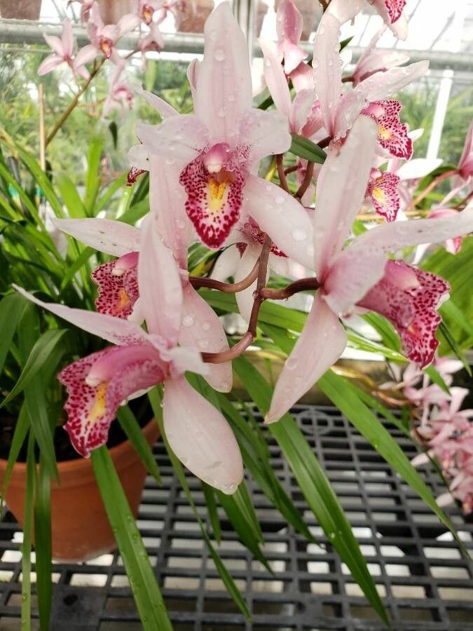 Cymbidium erythrostylum flower