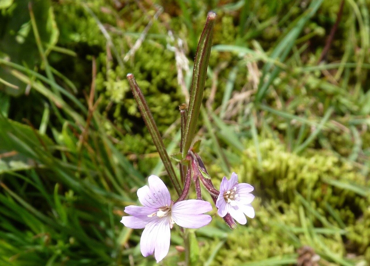 Epilobium palustre fruit