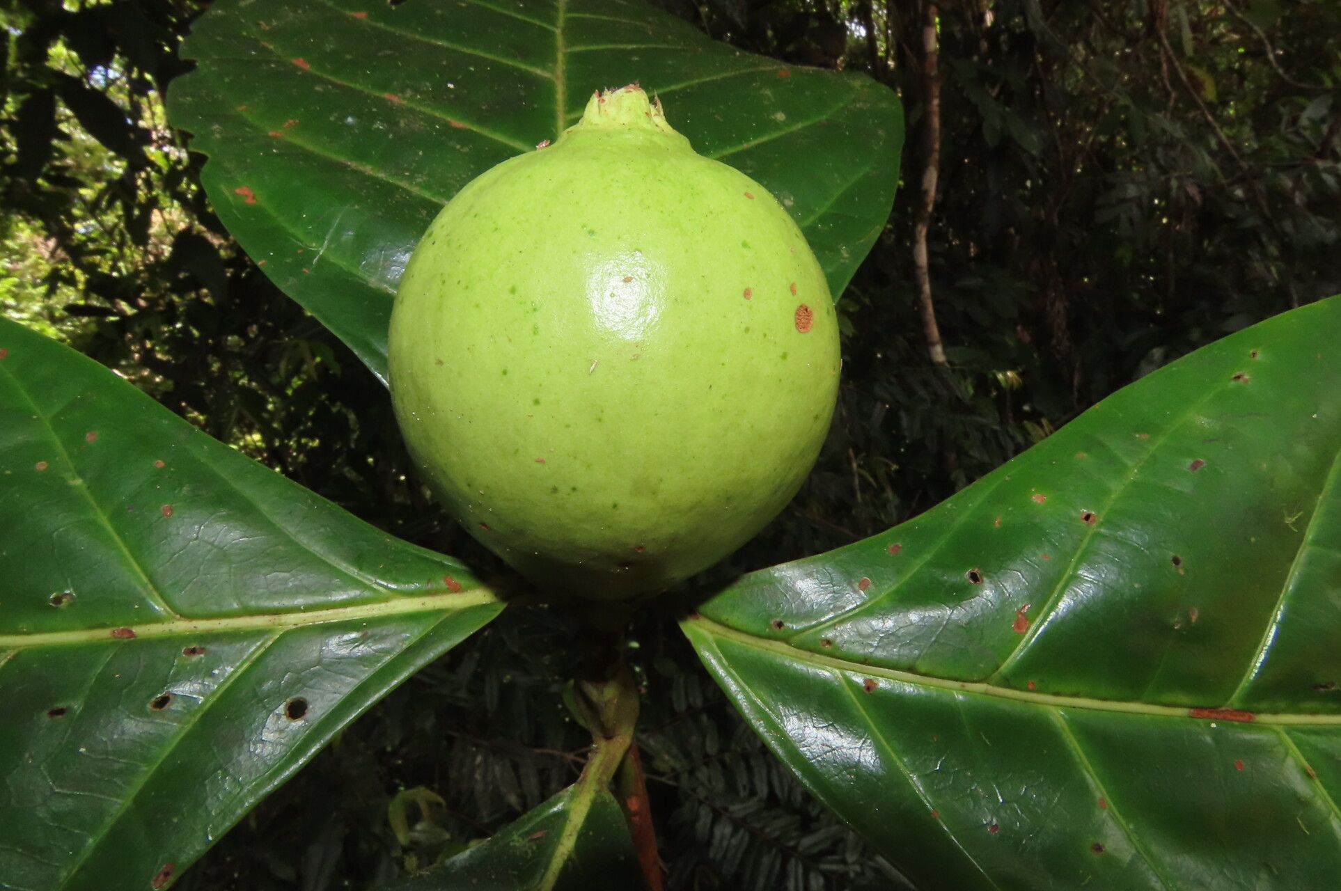 Alibertia atlantica fruit