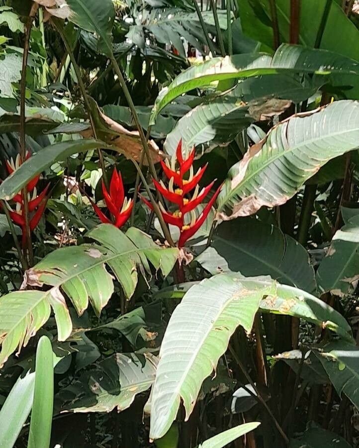 Heliconia farinosa habit