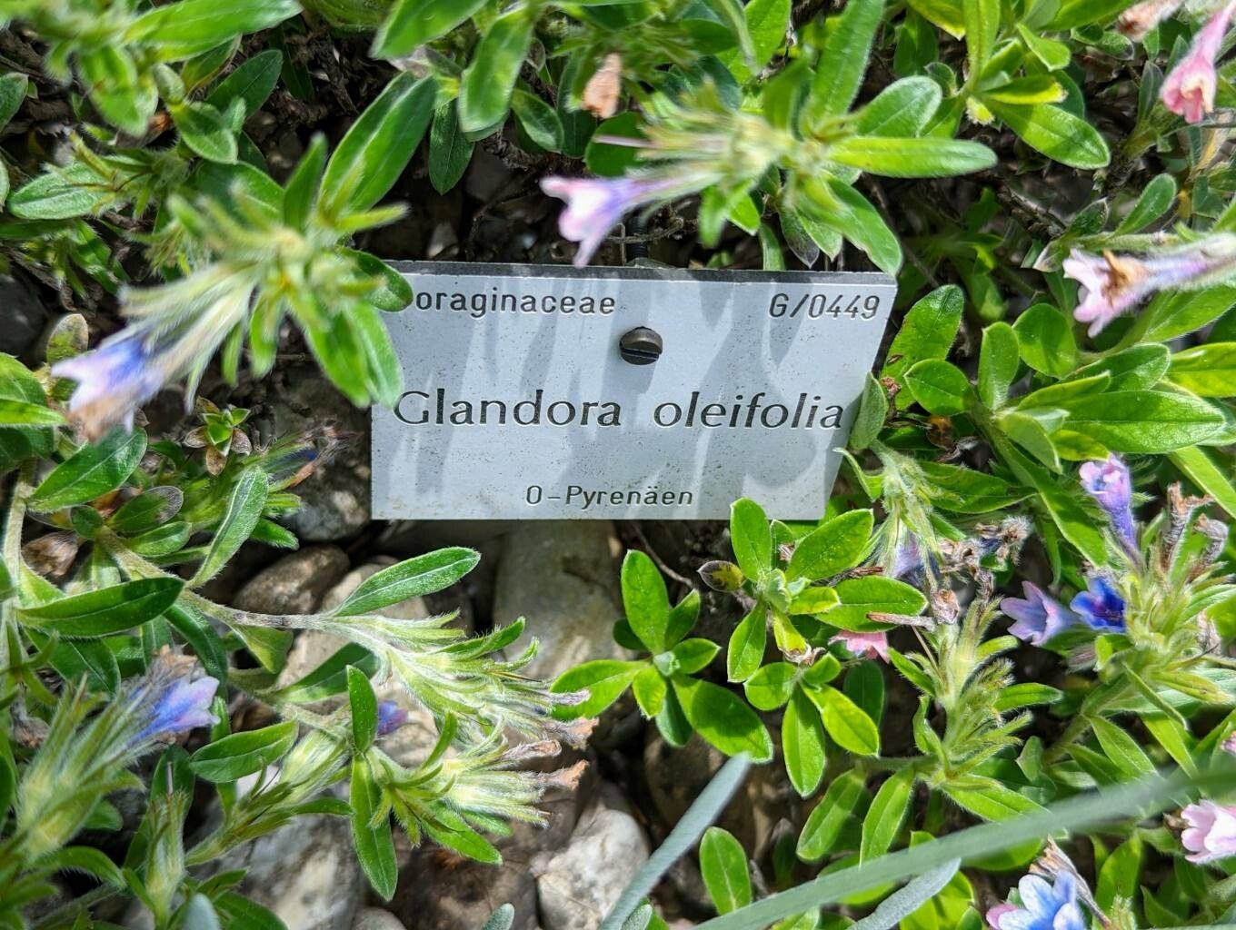 Glandora oleifolia — related species from the same genus