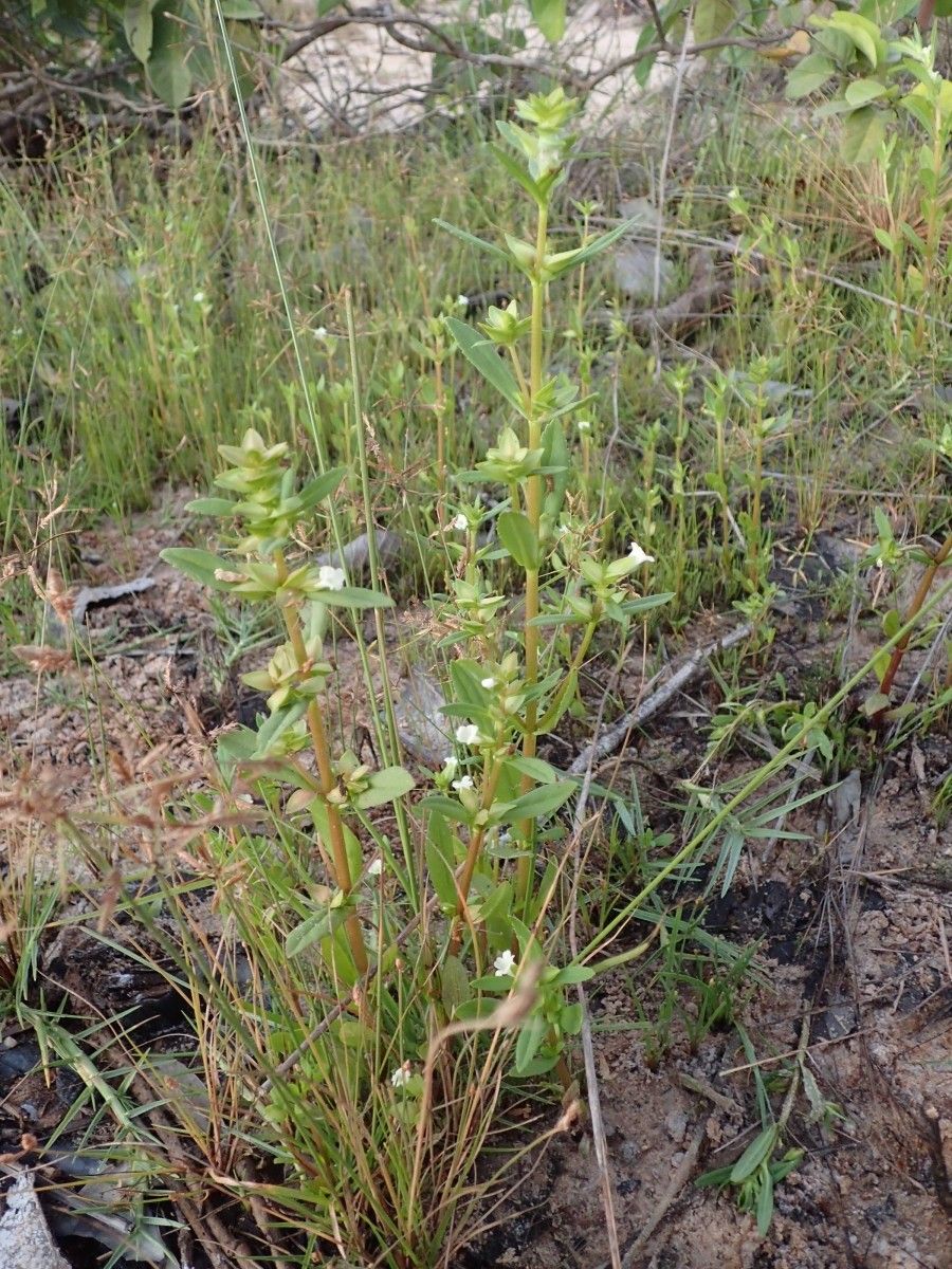 Bacopa crenata habit