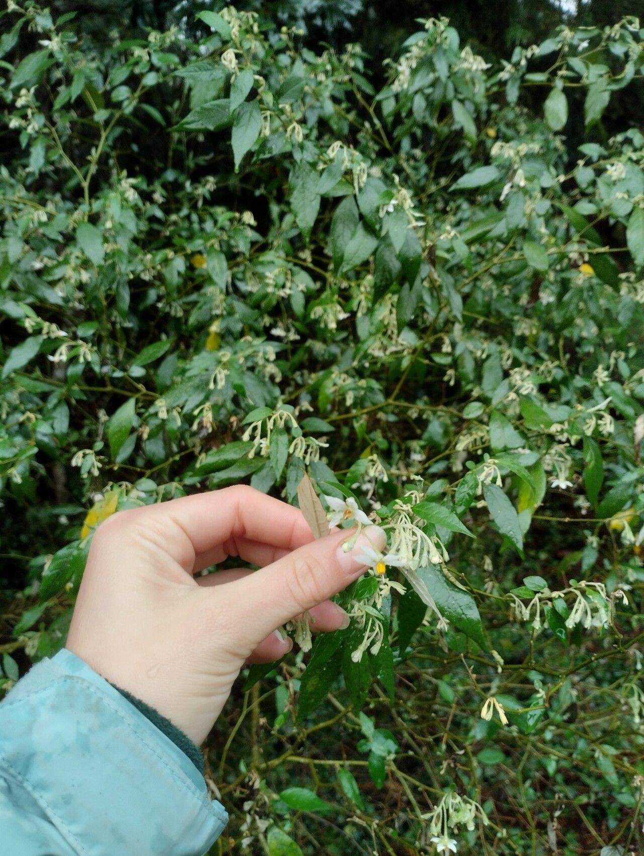 Solanum paranense — houseplant care guide