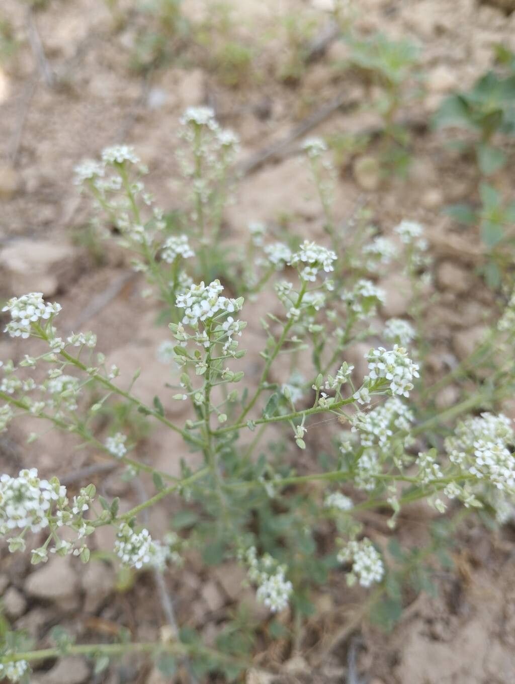 Lepidium cardamine — search result for 'Cardamine'