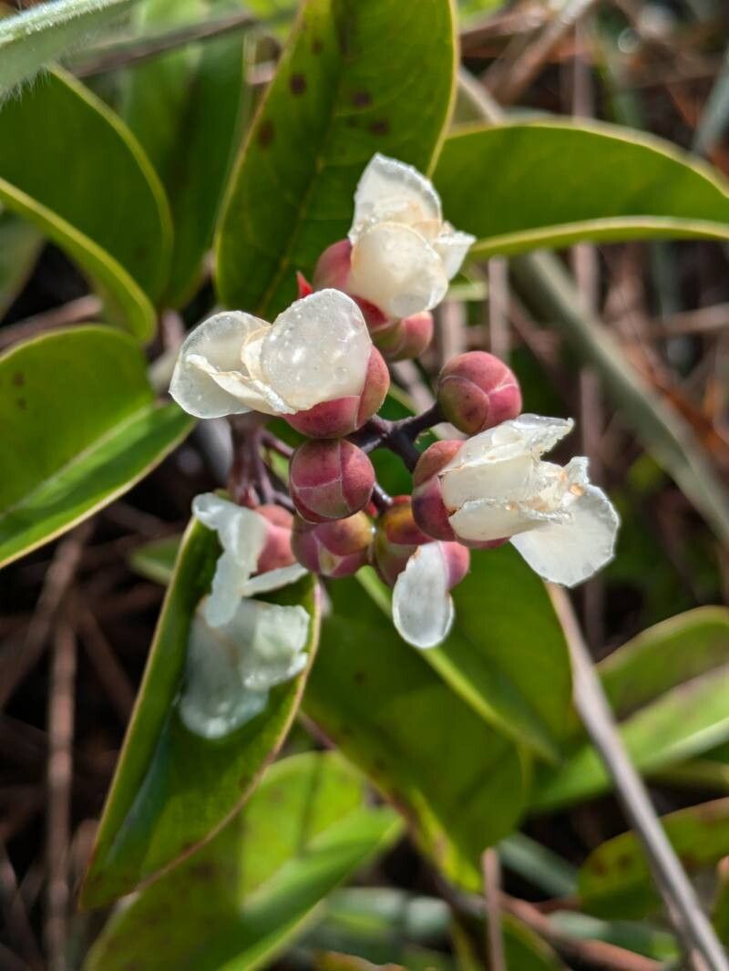 Tetracera asperula flower
