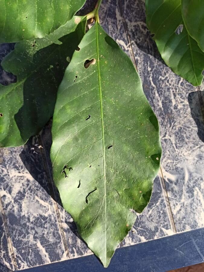 Guarea guidonia leaf