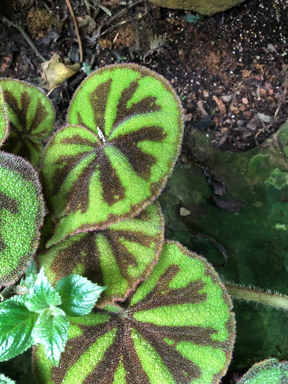 Begonia variegata habit