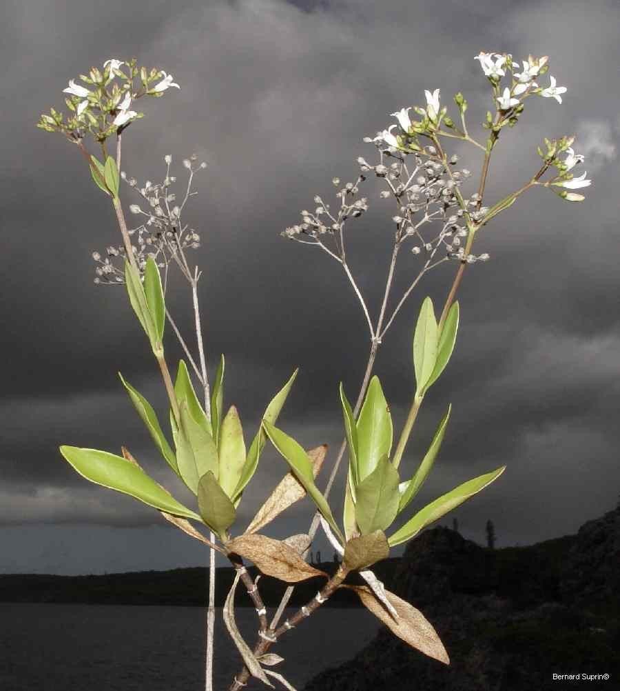 Oldenlandia imberbis — houseplant care guide