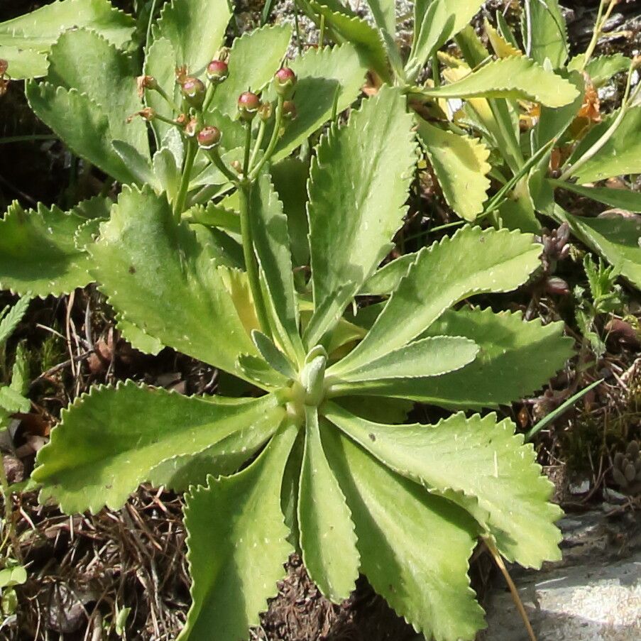 Primula marginata fruit