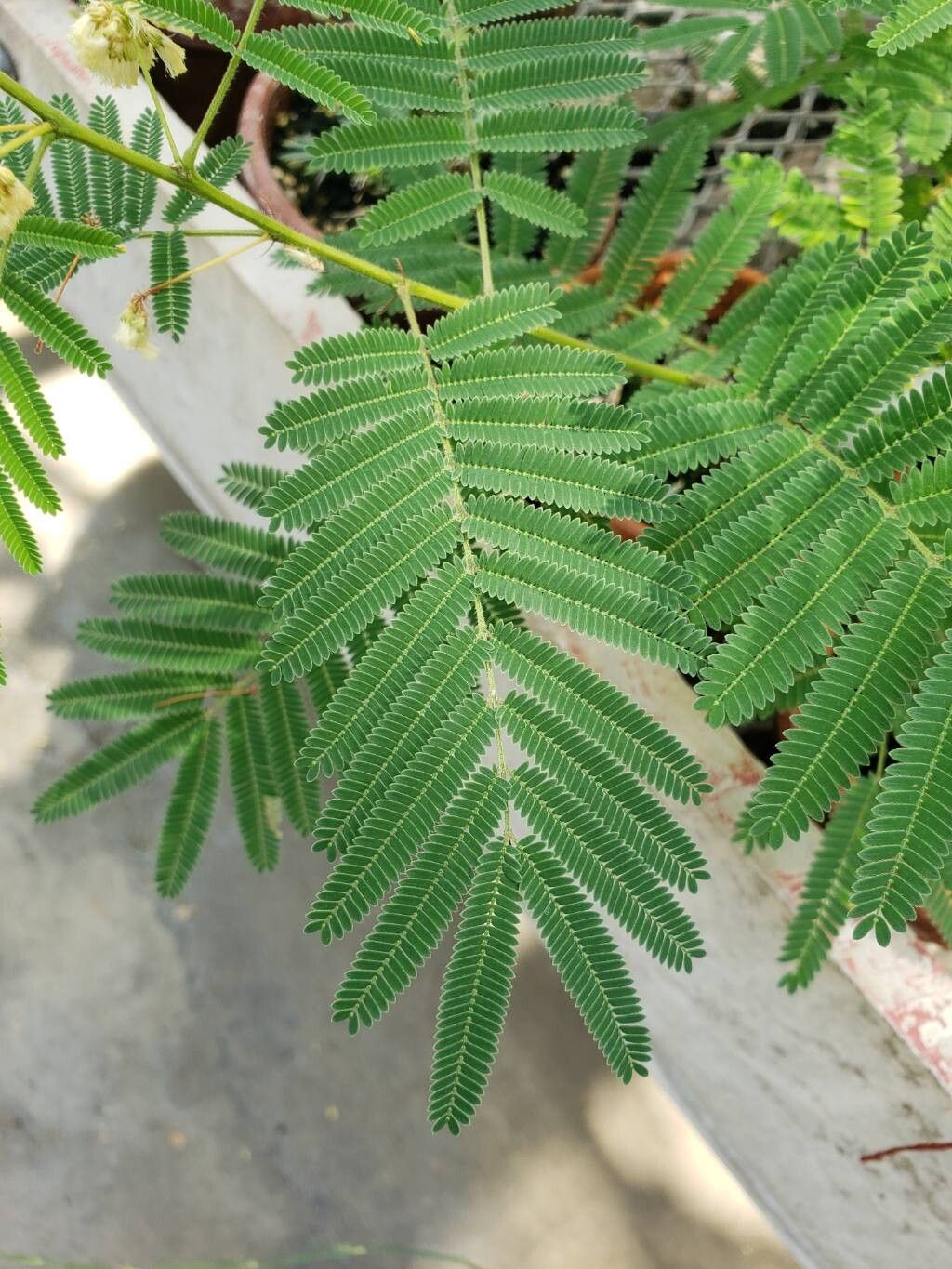 Acacia angusta — houseplant care guide