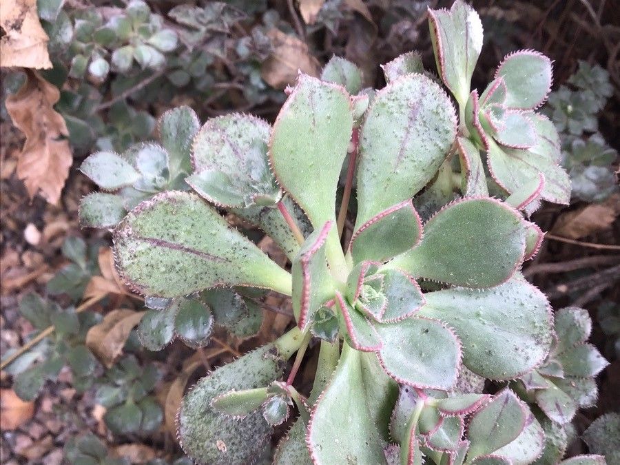 Aeonium mascaense leaf
