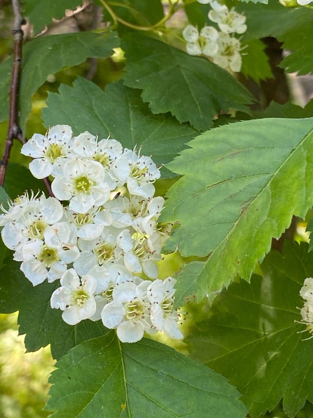 Crataegus sanguinea — search result for 'Crataegus'