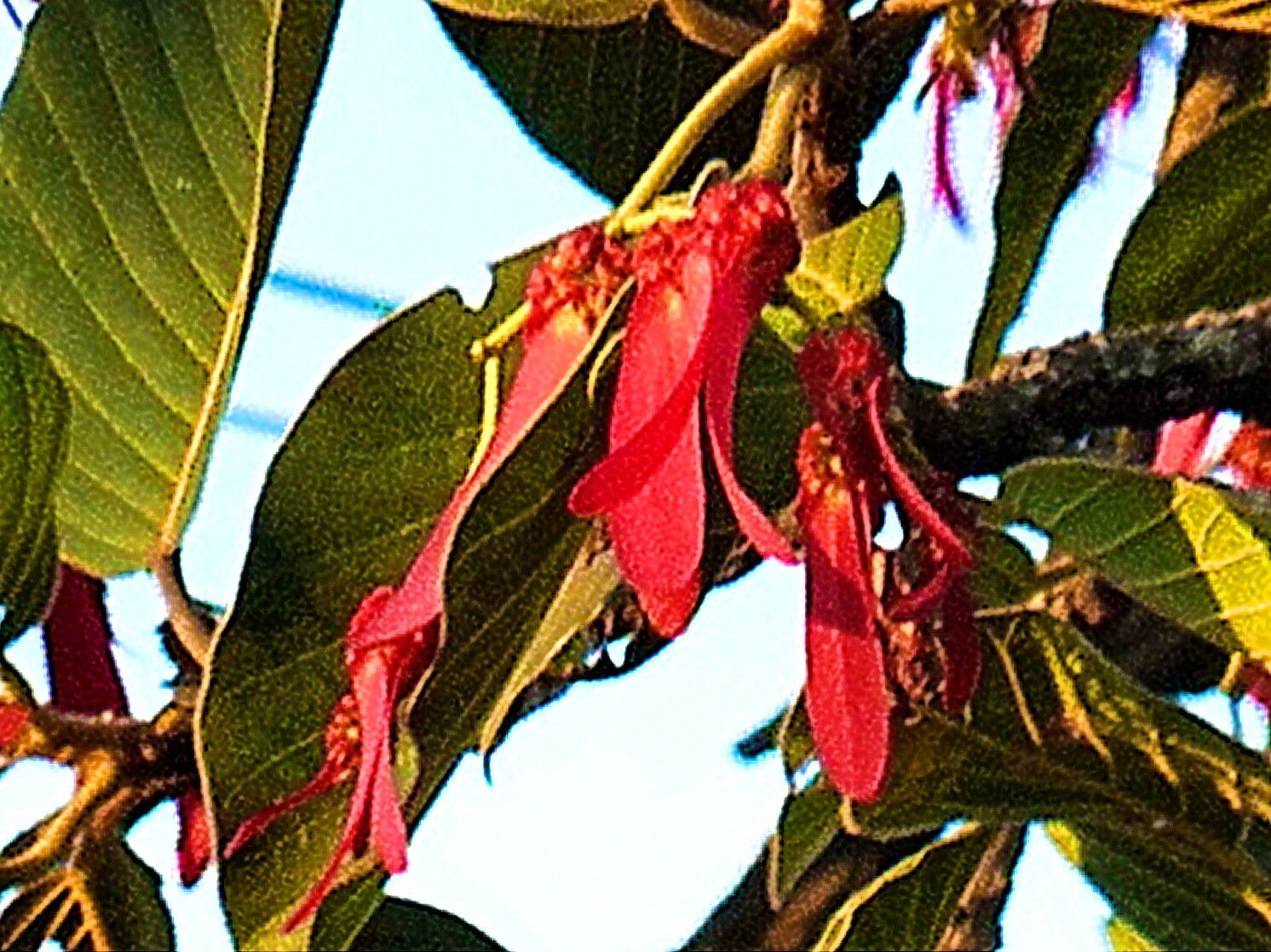 Dipterocarpus intricatus — search result for 'Dipterocarpus'