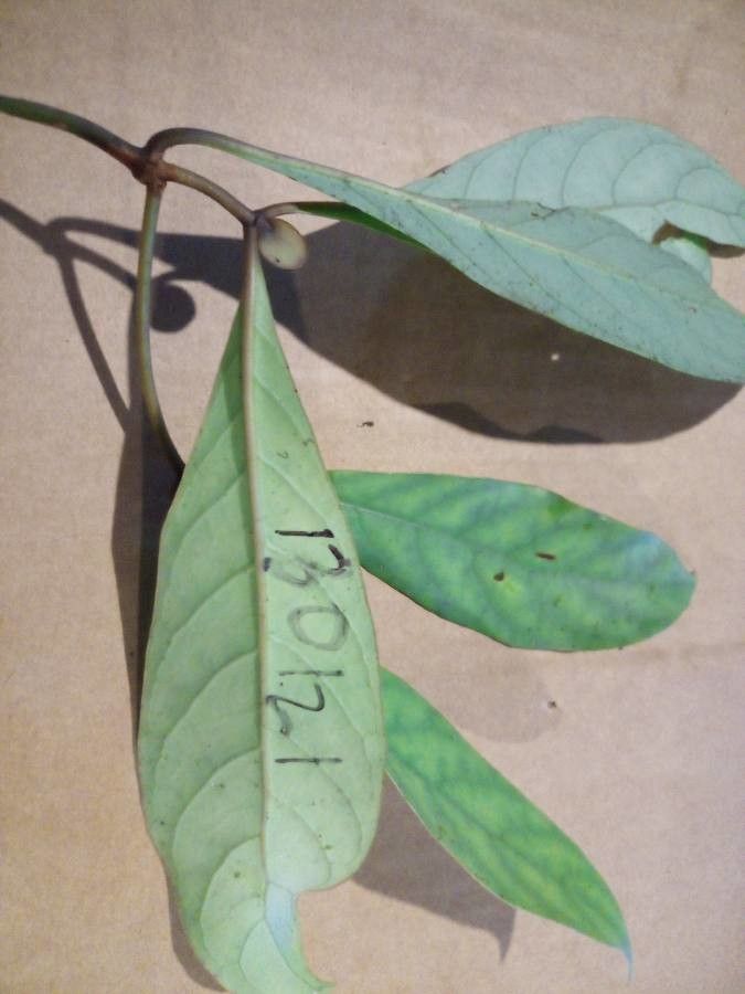 Psychotria cupularis — search result for 'Psychotria'