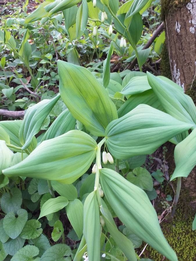 Polygonatum odoratum leaf