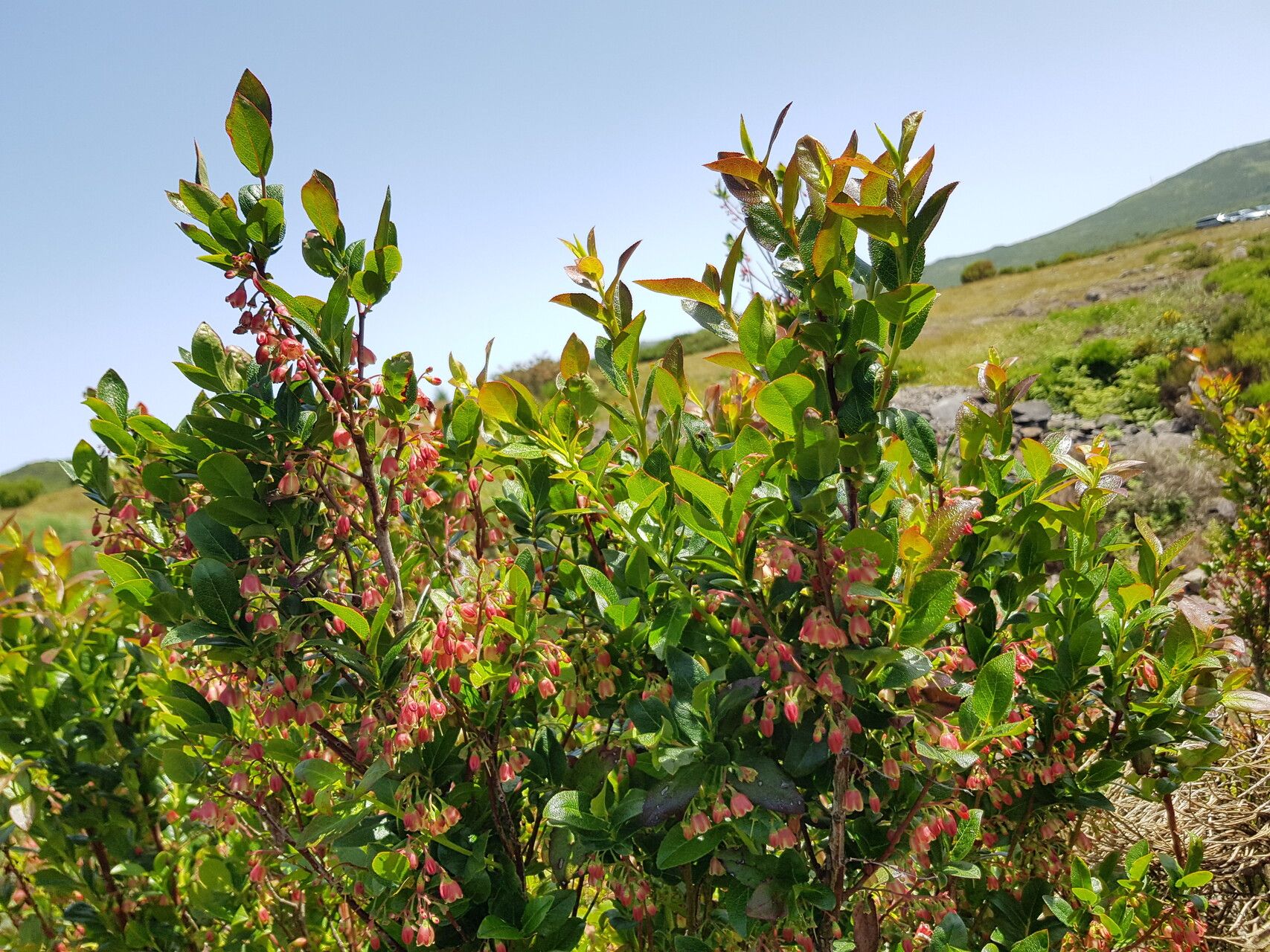 Vaccinium padifolium flower