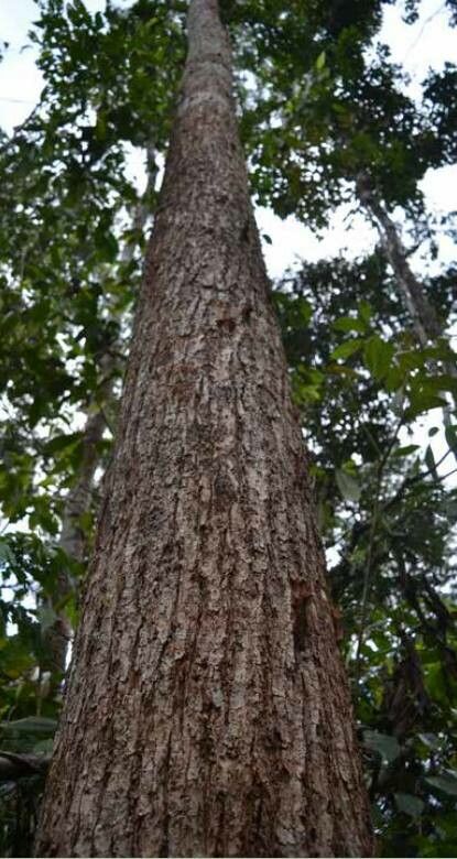 Colubrina glandulosa bark