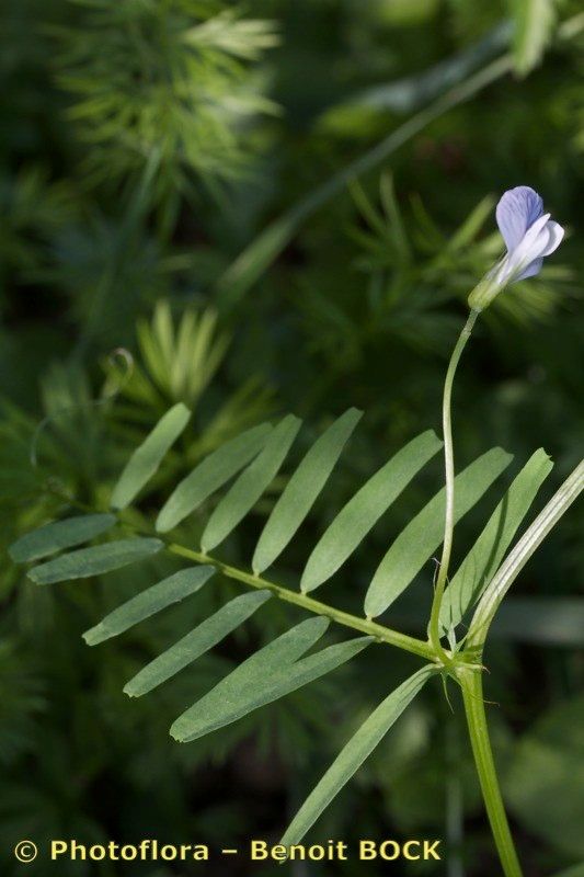 Vicia articulata other