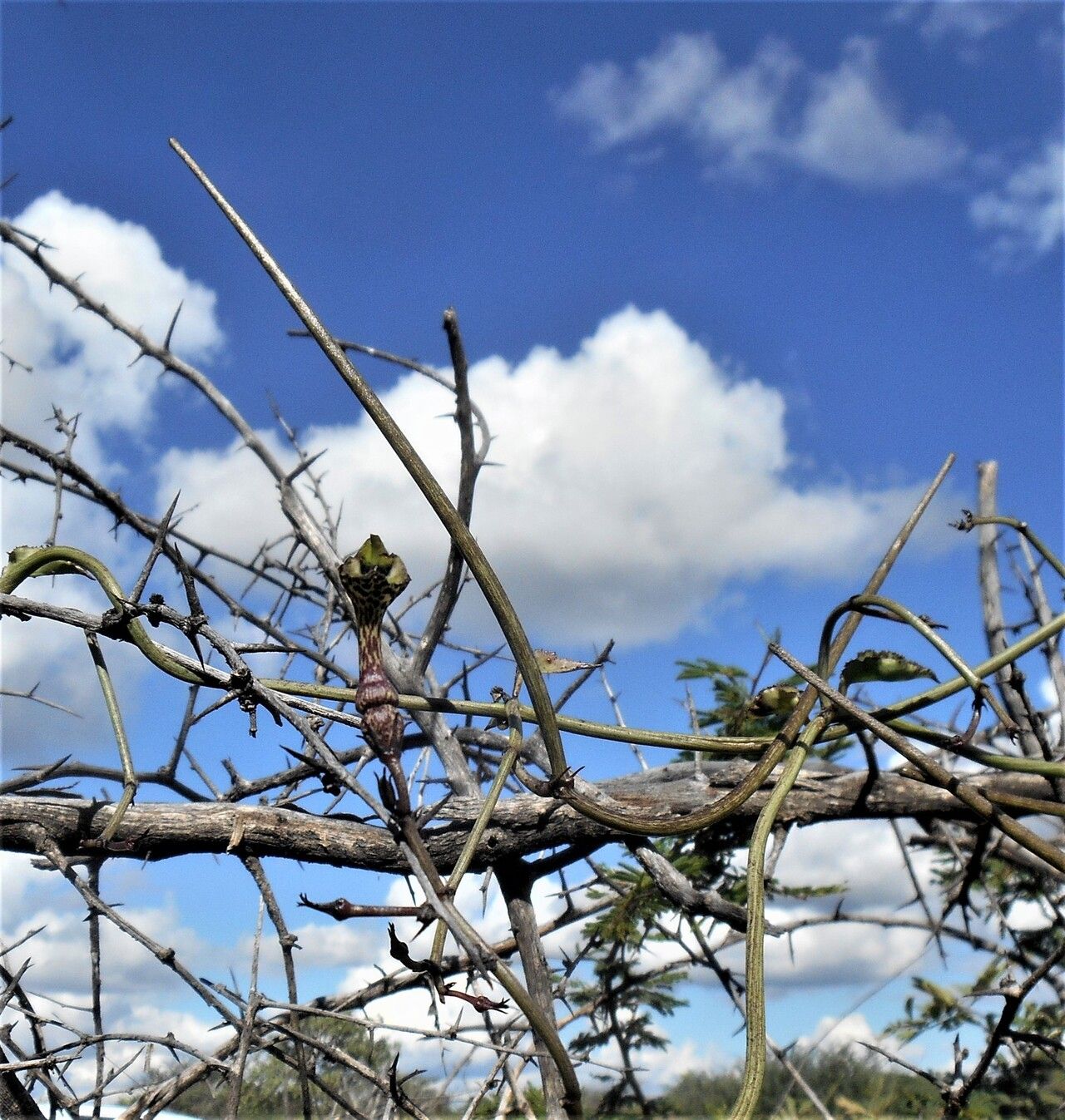 Ceropegia nilotica — search result for 'Ceropegia'