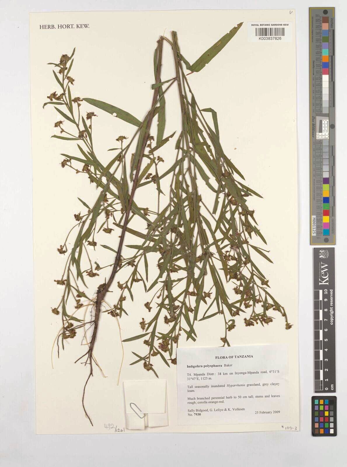 Indigofera polysphaera — houseplant care guide