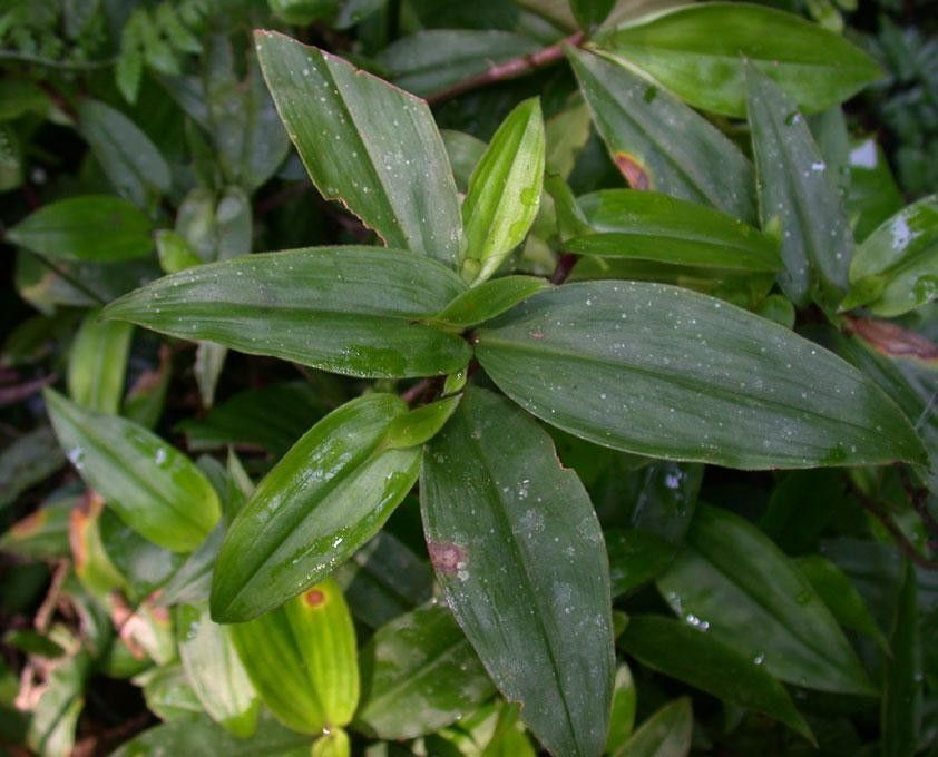 Tradescantia schippii — search result for 'Tradescantia'