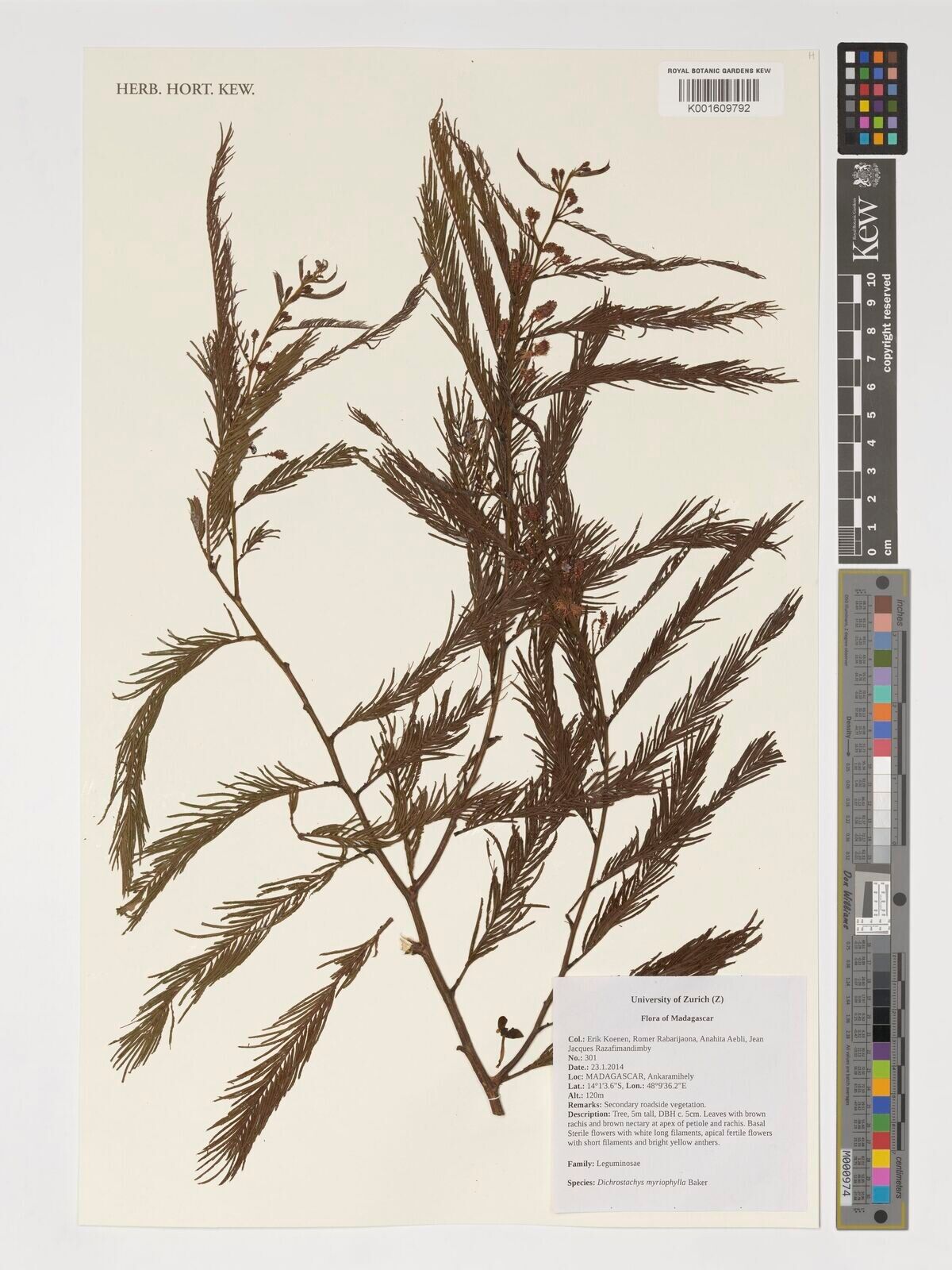 Dichrostachys myriophylla — related species from the same genus