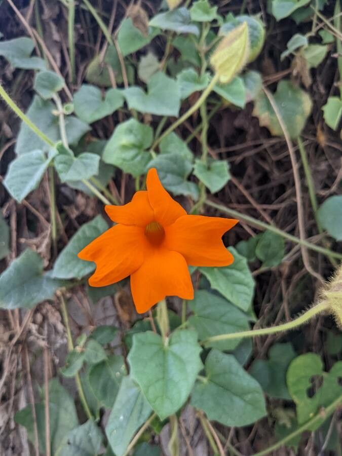 Thunbergia gregorii flower