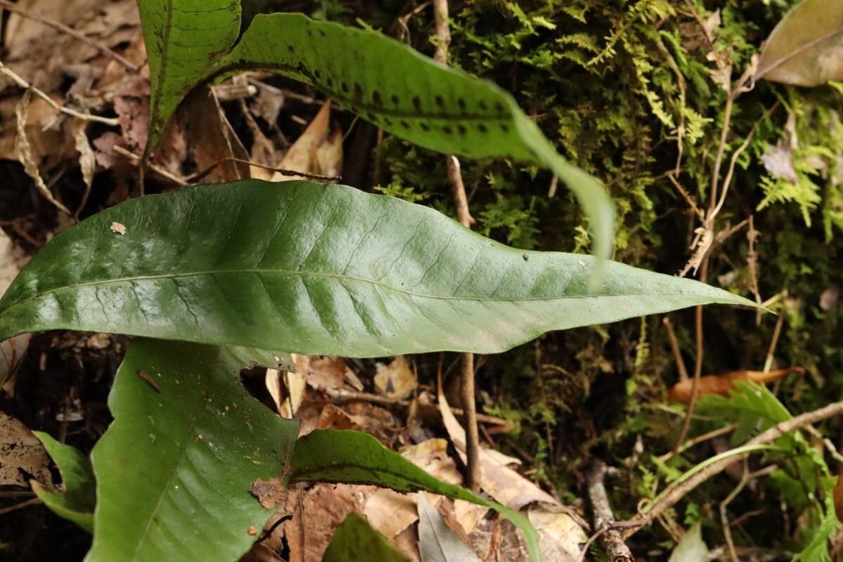 Lepisorus ensatus — related species from the same genus