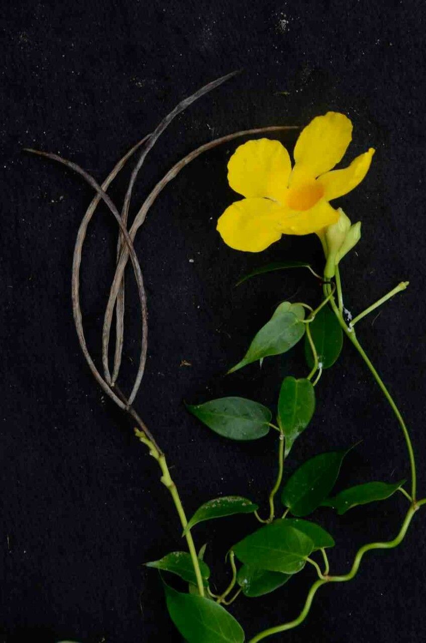 Mandevilla funiformis flower