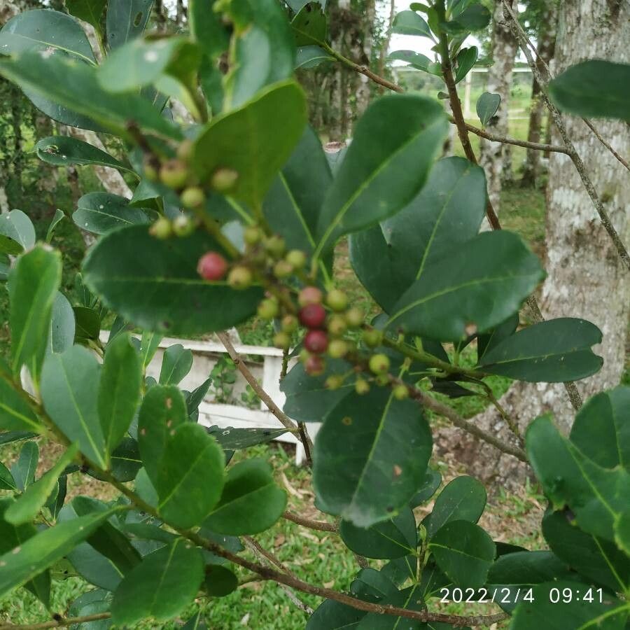 Ilex paraguariensis fruit