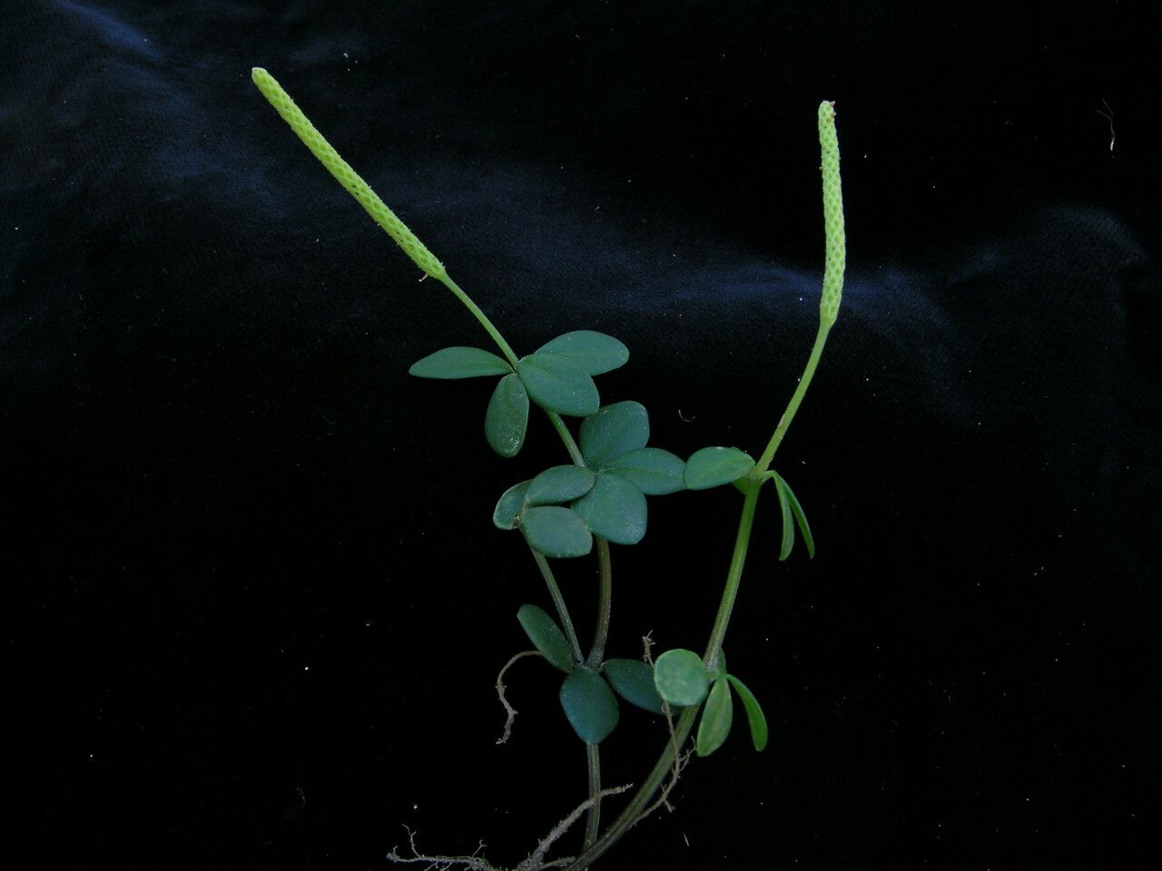 Peperomia heyneana habit