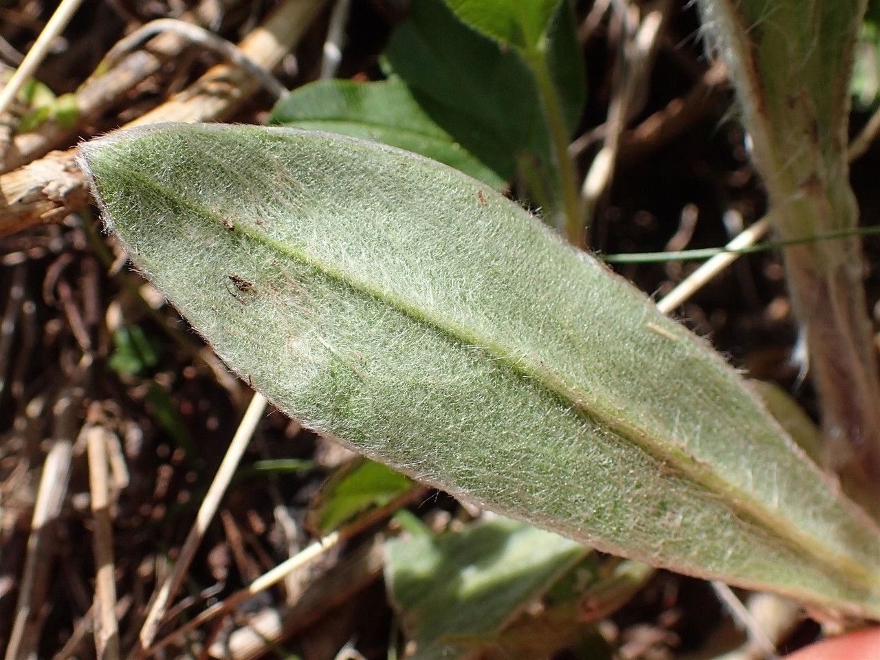 Silene flos-jovis leaf
