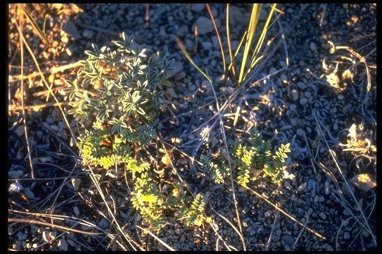 Astragalus monoensis habit