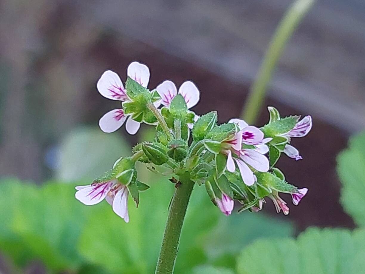Pelargonium madagascariense flower
