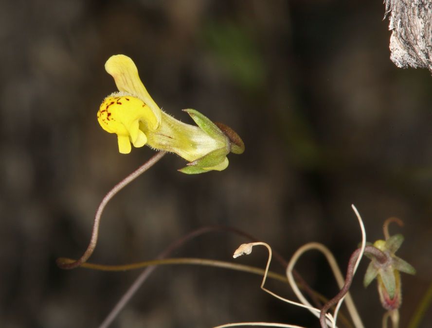 Neogaerrhinum filipes — search result for 'Antirrhinum'
