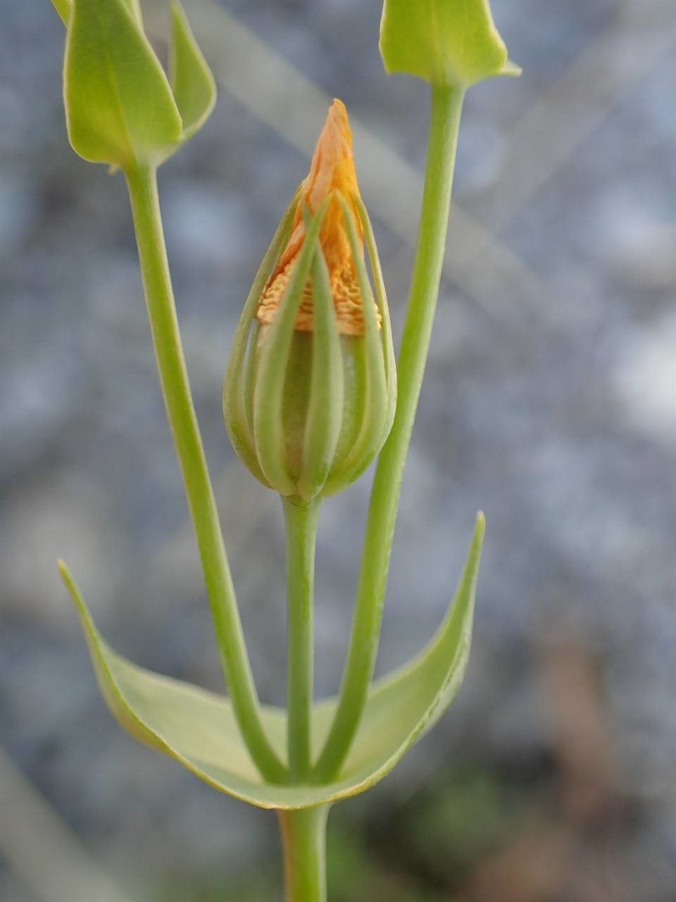 Blackstonia perfoliata fruit