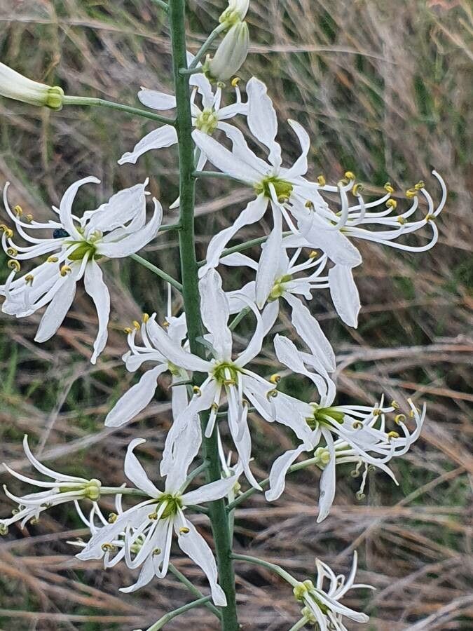 Chlorophytum somaliense flower