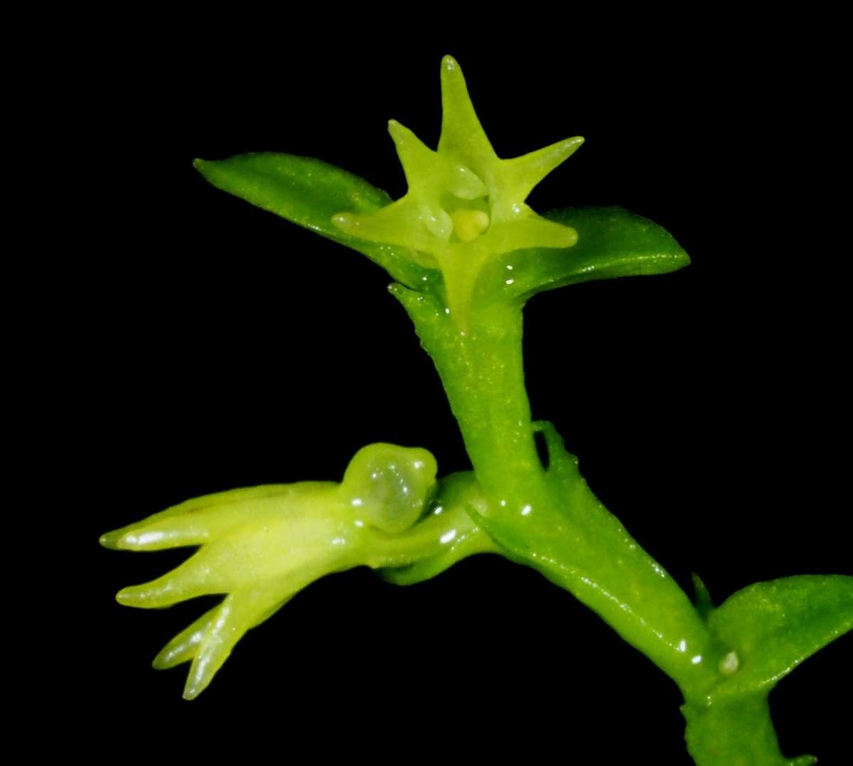 Taeniophyllum rudolfii bark